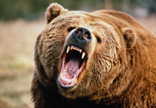 Медведь обратил в бегство три тысячи финских солдат