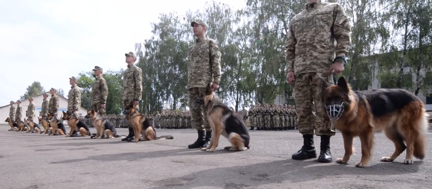 Гавкни «Слава Украине»: собак заставили принять присягу «неньке»