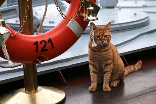 Минобороны показало первого кота, принявшего участие в походе ВМФ к Сирии