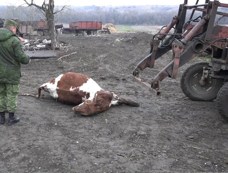 ВСУ обстреляли поселок Фрунзе, погибла корова, повреждена ферма