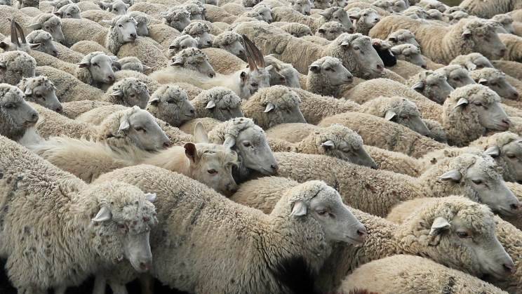 Румынские овцы мешают работе комплекса ПРО США