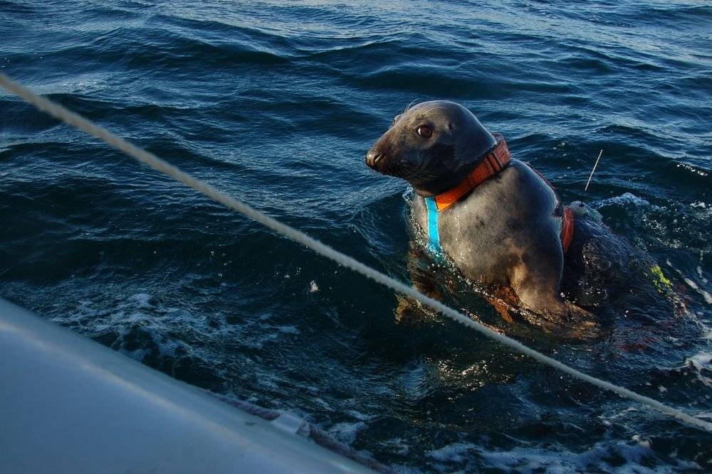 Как российских тюленей готовят к борьбе с диверсантами
