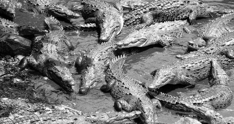 Атака крокодилов