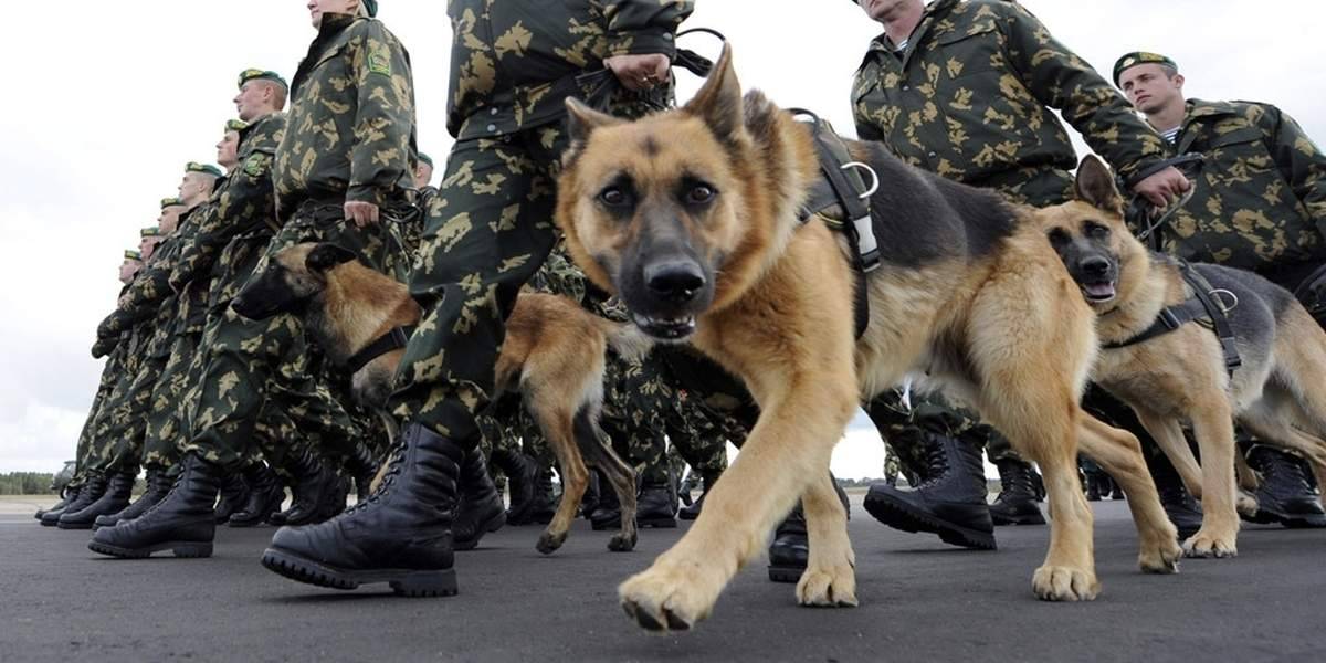 В России создан парашют для служебных собак