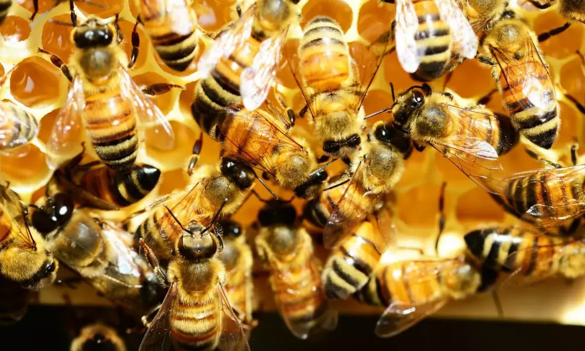 «Ждем тополиный мед». Рогозин высмеял НАТО за решение разводить пчел